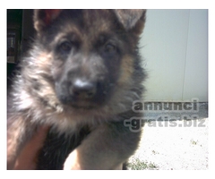 PASTORE TEDESCO CUCCIOLI 338/8375314