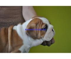 bulldog inglesi
