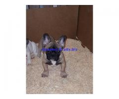 Vendo bulldog francese