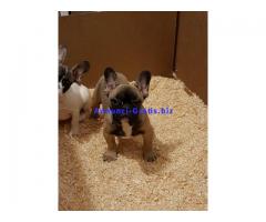 Vendo bulldog francese