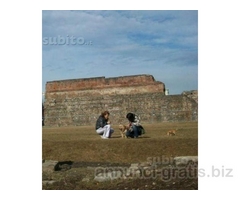 Dog sitter e pensione per animali
