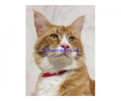 Si Prenotano Gattini Di Razza Maine Coon Rossi Con Bianco