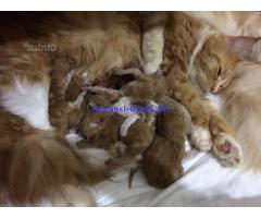 Si Prenotano Gattini Di Razza Maine Coon Rossi Con Bianco