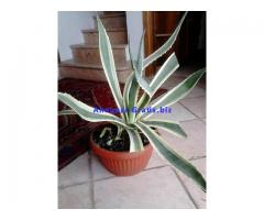 AGAVE AMERICANA VARIEGATA MARGINATA