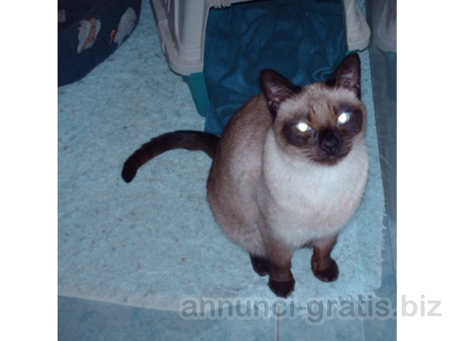 Tato SIAMESE THAI PURO cerca casa Tato SIAMESE THAI PURO cerca casa
