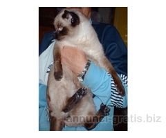 Tato SIAMESE THAI PURO cerca casa Tato SIAMESE THAI PURO cerca casa