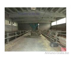 Azienda agricola con stalle e terreni € 650.000