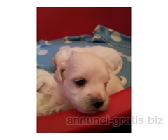 Cuccioli maltesi