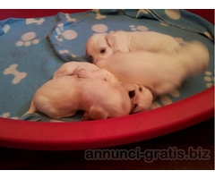 Cuccioli maltesi