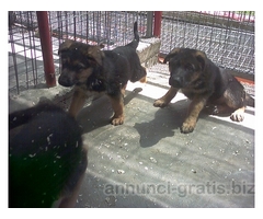 CUCCIOLI DI PASTORE TEDESCO