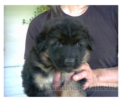 CUCCIOLI DI PASTORE TEDESCO