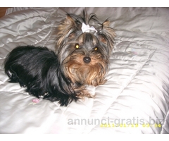CUCCIOLE YORKSHIRE TOY