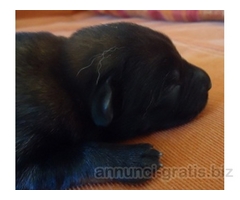 Cuccioli Pastore Belga Malinois