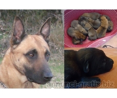 Cuccioli Pastore Belga Malinois