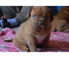 dogue de bordeaux