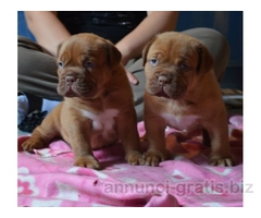 dogue de bordeaux
