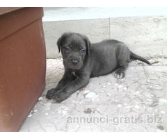 CUCCIOLI DI CANE CORSO