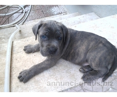 CUCCIOLI DI CANE CORSO