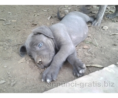 CUCCIOLI DI CANE CORSO
