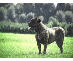 CUCCIOLI DI CANE CORSO