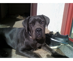 CUCCIOLI DI CANE CORSO