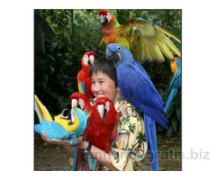 Cenerini sani, pulcini e uova fertili per la vendita