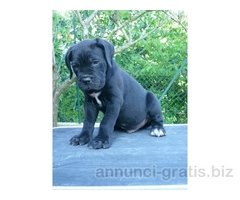 CANE CORSO CUCCIOLI CARATTERE SALUTE TIPICITA'