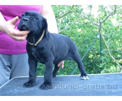 CANE CORSO CUCCIOLI CARATTERE SALUTE TIPICITA'