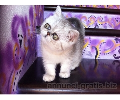 exotic shorthair maschio