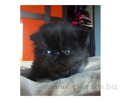 persiano nero femmina