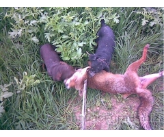 deutscher jagd terrier