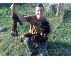 deutscher jagd terrier