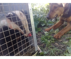 deutscher jagd terrier