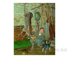 deutscher jagd terrier