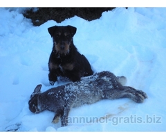 deutscher jagd terrier
