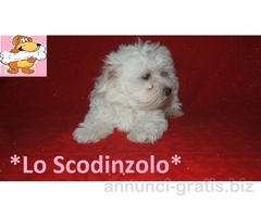 MALTESE MINI CUCCIOLI