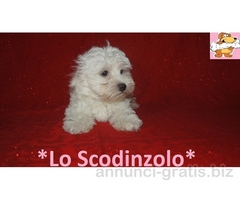 MALTESE MINI CUCCIOLI