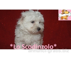 MALTESE MINI CUCCIOLI