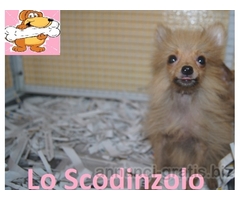 VOLPINI DI POMERANIA CUCCIOLI