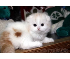 Adottare due simpatici gattini Scottish Fold
