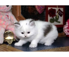 Adottare due simpatici gattini Scottish Fold