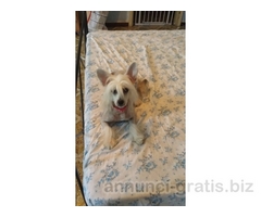 CUCCIOLI CHINESE CRESTED DOG