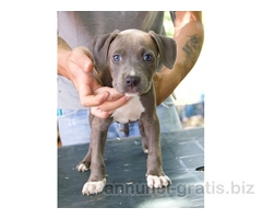 cucciolo di AMERICAN STAFFORDSHIRE TERRIER