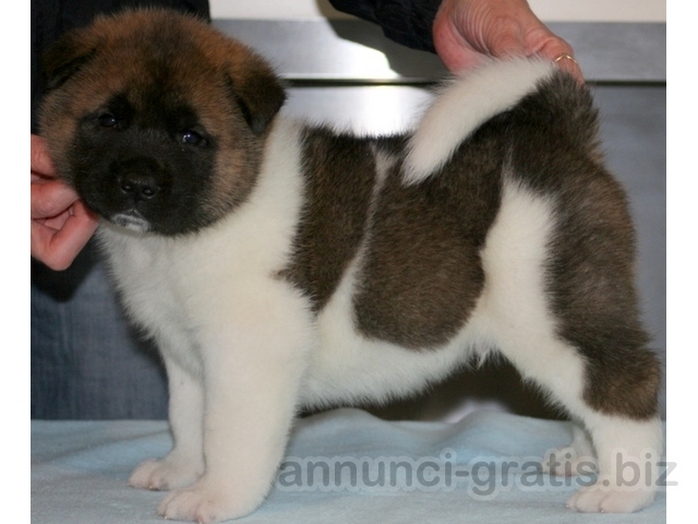 Akita cuccioli per regalo Akita cuccioli per regalo