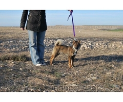 Nuova cucciolata Shikoku Ken