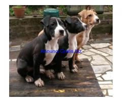 cuccioli american staffordshire terrier