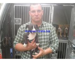 cuccioli american staffordshire terrier