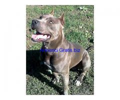 cuccioli american staffordshire terrier