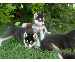 Disponibile Alaskan Malamute Cuccioli