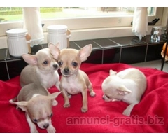 regalo cuccioli di chihuahua